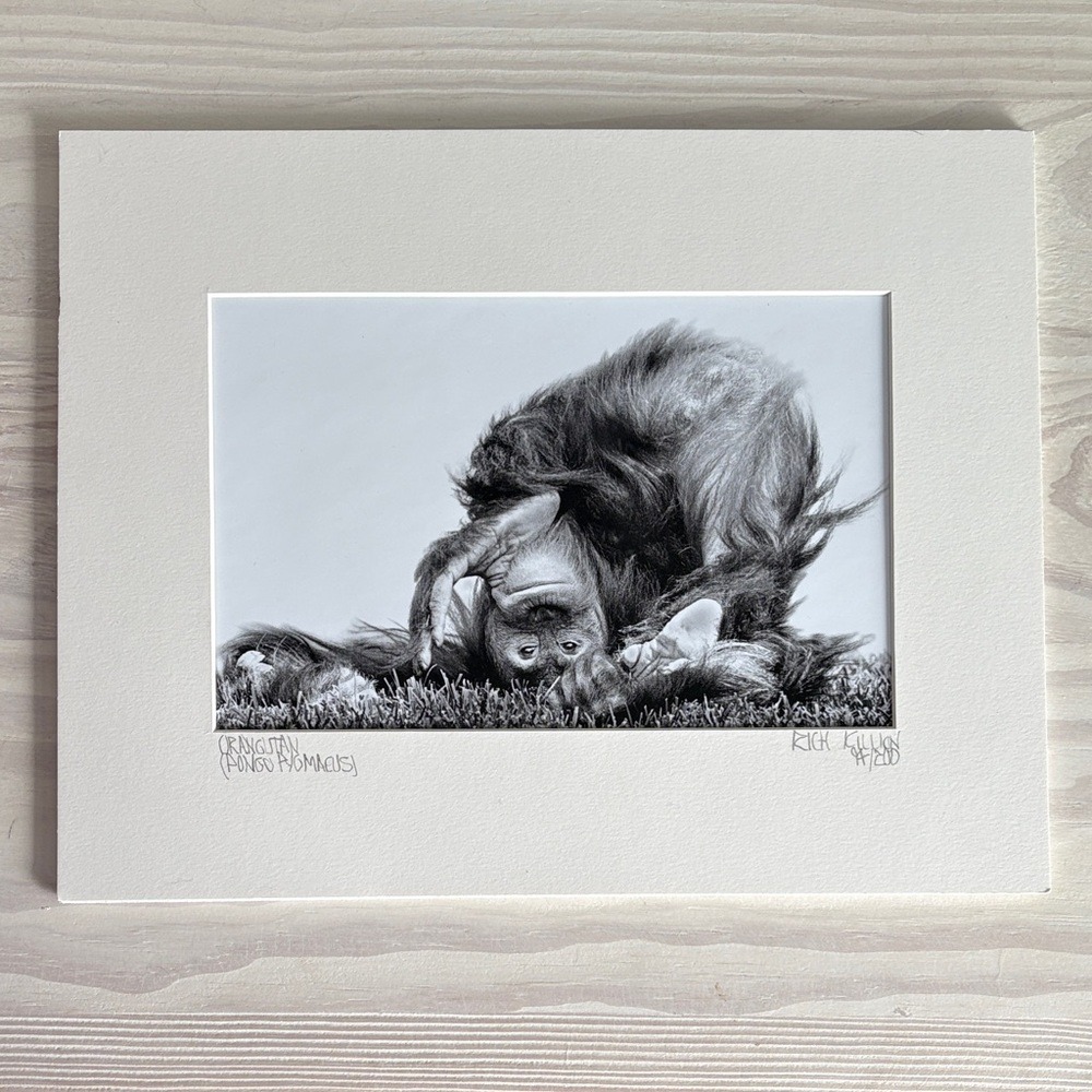 Orangutan Numbered & Matted‎ Art Print in Black & White by Rich Killion